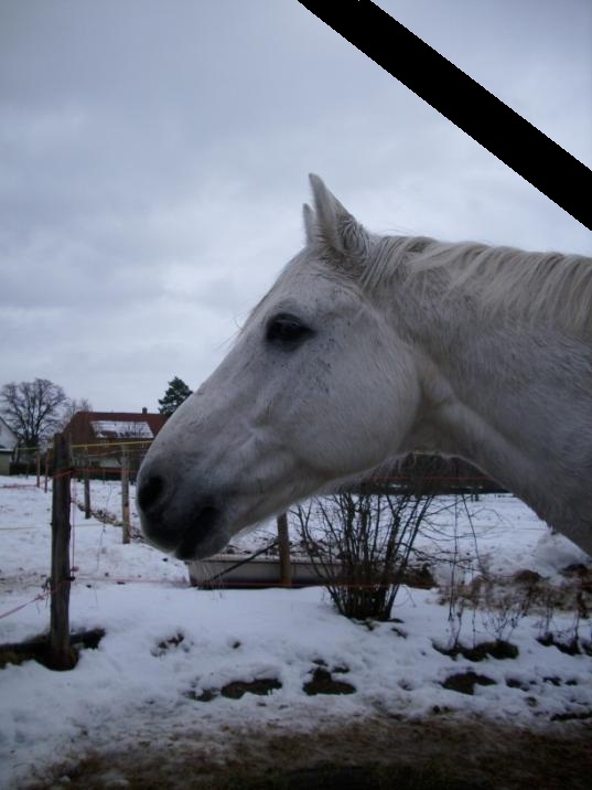 Pferd Albertino x
